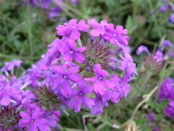 Plant photo of: Verbena 'Homestead Purple'