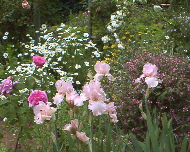 Plant photo of: Iris Bearded Hybrids