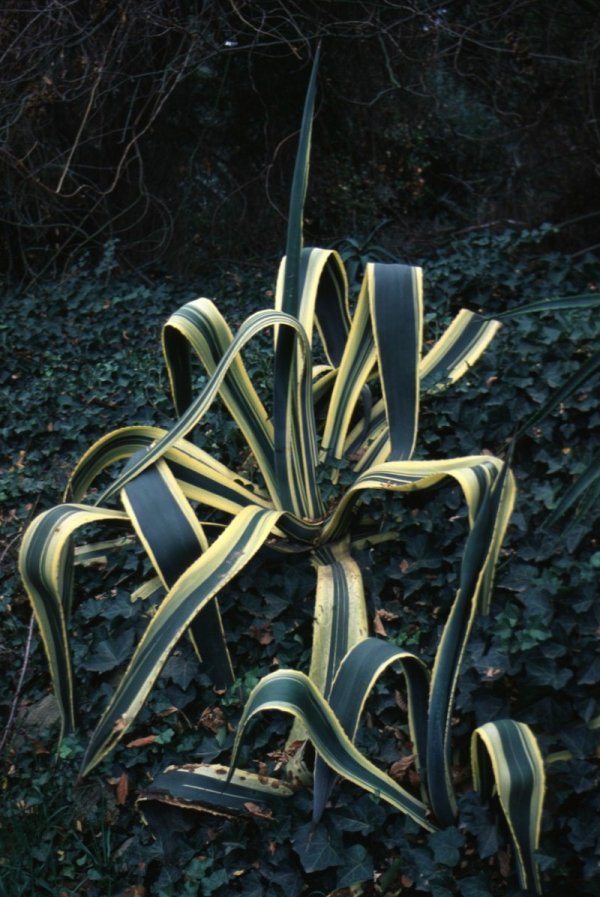 Plant photo of: Agave americana v. marginata