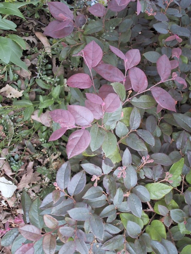 Plant photo of: Loropetalum chinense v. rubrum