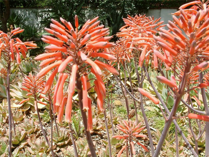 Plant photo of: Aloe maculata