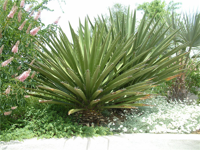 Plant photo of: Agave lophantha
