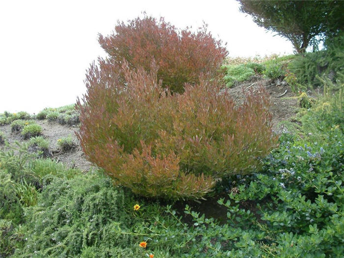Plant photo of: Dodonaea viscosa 'Purpurea'