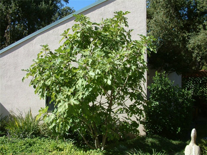 Plant photo of: Ficus carica