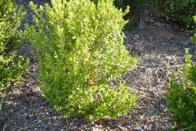 Plant photo of: Buxus microphylla japonica
