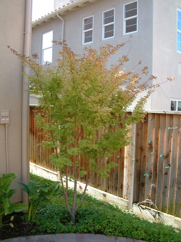 Plant photo of: Acer palmatum 'Sango Kaku'