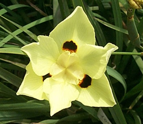 Yellow Fortnight Lily