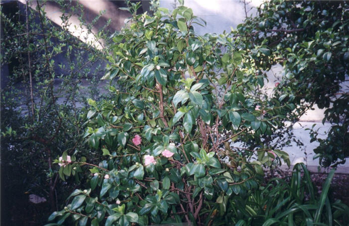 Plant photo of: Camellia japonica