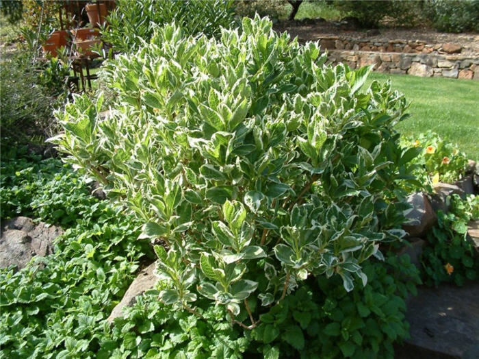 Variegated Garden Hydrangea