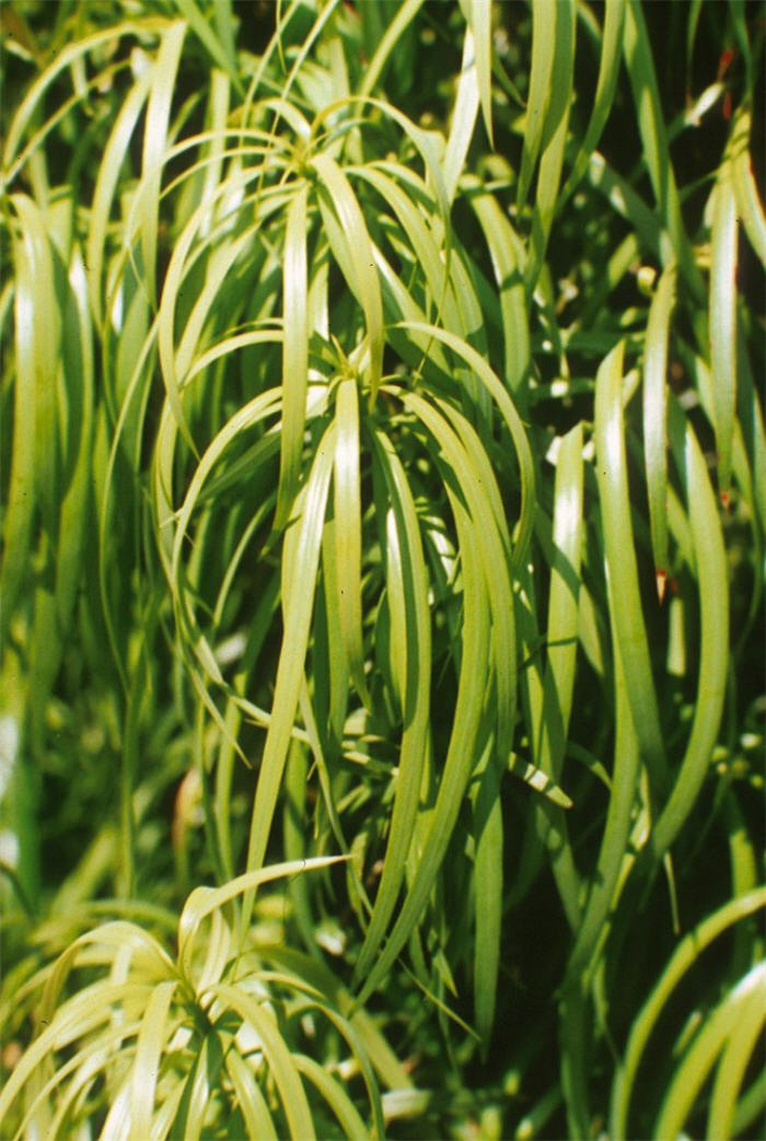 Plant photo of: Podocarpus henkelii
