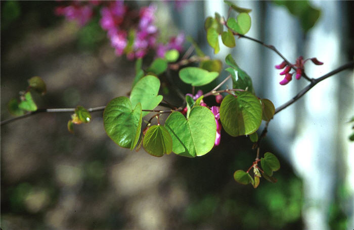 Plant photo of: Cercis canadensis