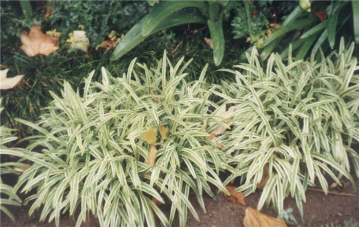 Plant photo of: Liriope muscari 'Silvery Sunproof'