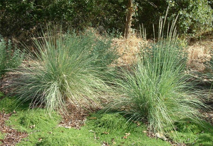 Lindheimer's Muhly Grass