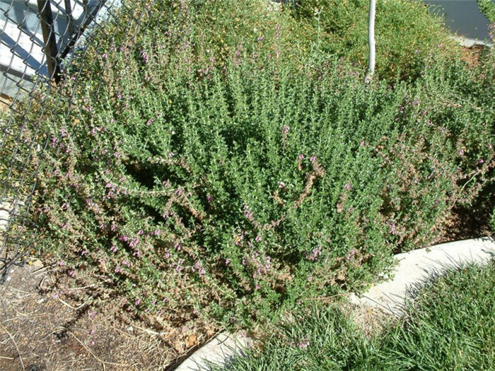 Plant photo of: Teucrium X lucidrys 'Prostratum'