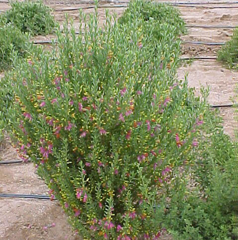 Plant photo of: Eremophila racemosa bicolor
