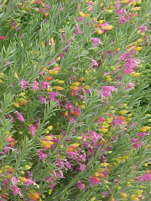 Plant photo of: Eremophila racemosa bicolor