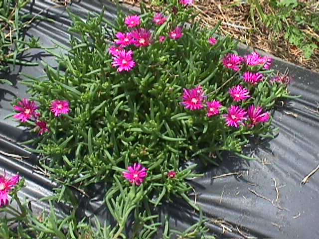 Plant photo of: Delosperma cooperi