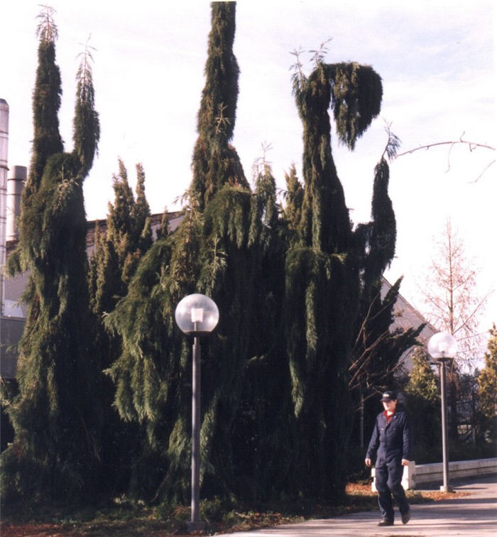 Plant photo of: Sequoiadendron giganteum 'Pendula'