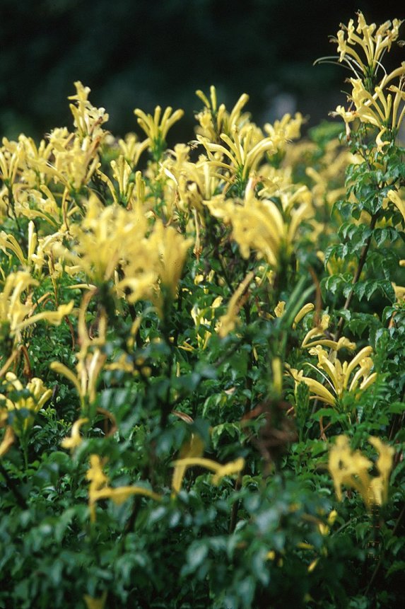 Plant photo of: Tecoma capensis 'Aurea'