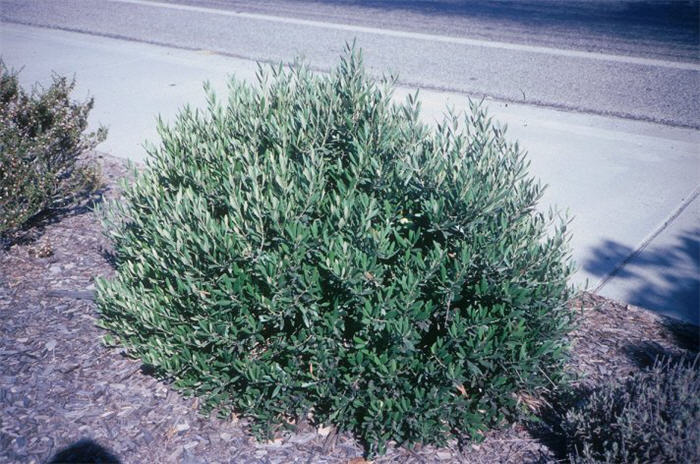 Plant photo of: Olea europaea 'Montra'