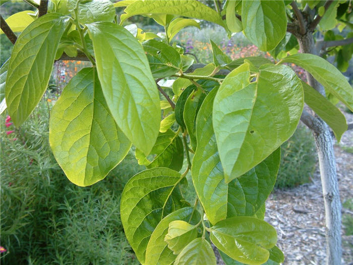 Plant photo of: Diospyros kaki