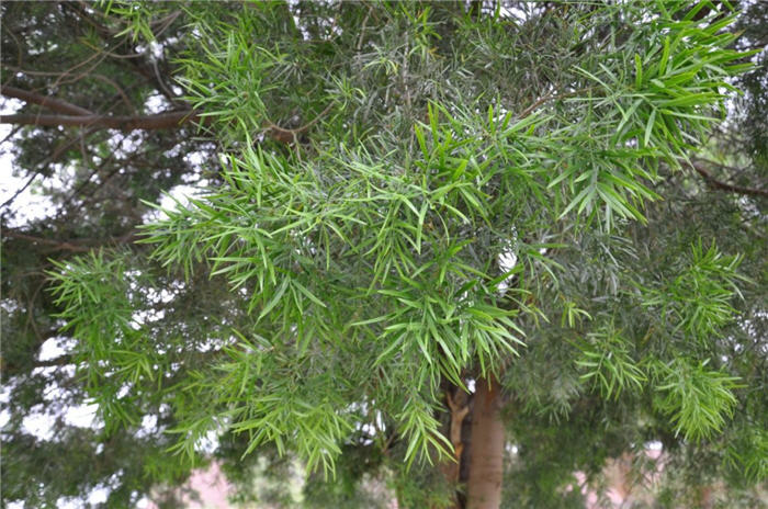Plant photo of: Afrocarpus gracilior