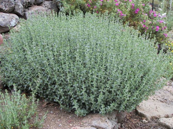 Plant photo of: Teucrium X lucidyrs