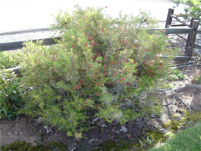 Plant photo of: Grevillea 'Noellii'