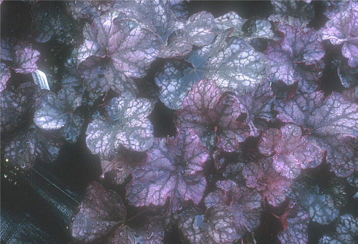 Plant photo of: Heuchera cultivars