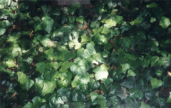 Plant photo of: Hedera helix