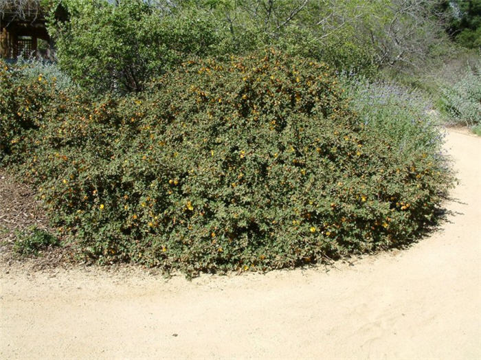 Plant photo of: Fremontodendron cal. ssp. decumbens