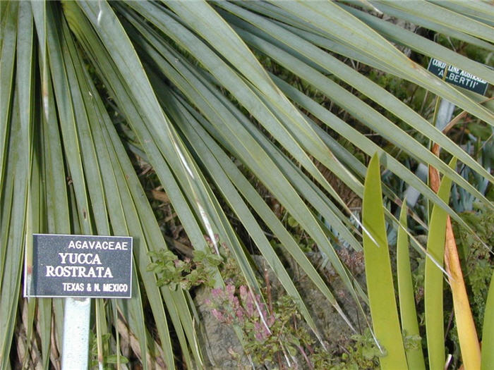 Plant photo of: Yucca rostrata