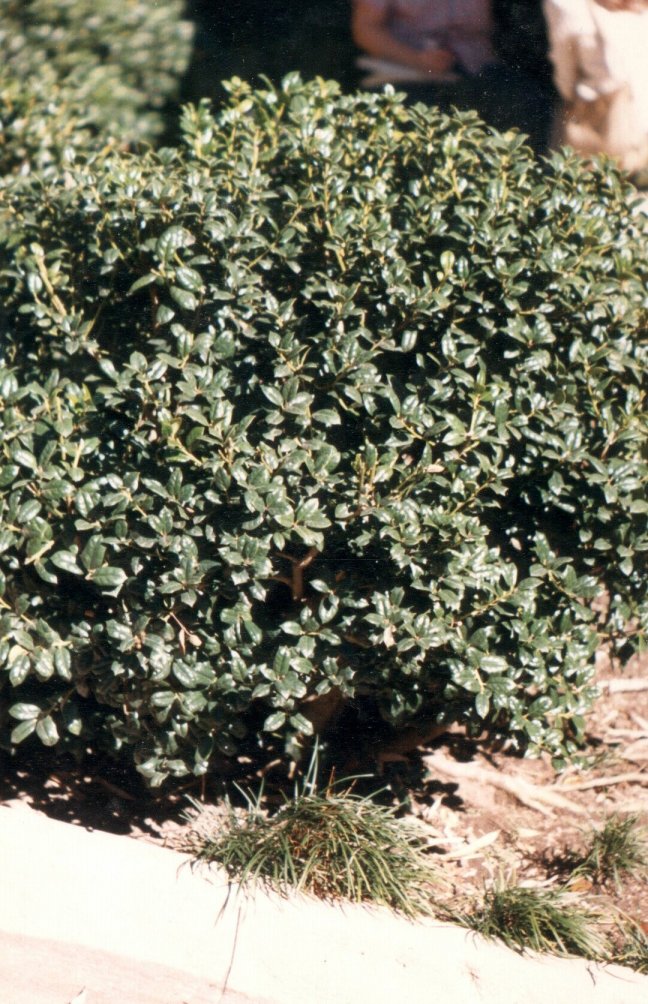 Plant photo of: Ilex cornuta 'Burfordii'