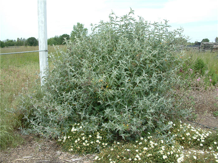 Plant photo of: Buddleja 'Lochinch'