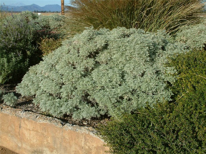 Plant photo of: Artemisia 'Powis Castle'