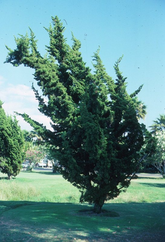 Plant photo of: Juniperus chinensis 'Torulosa'