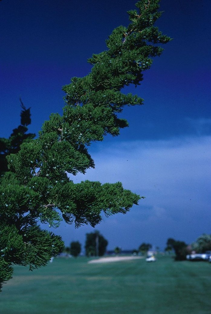 Plant photo of: Juniperus chinensis 'Torulosa'