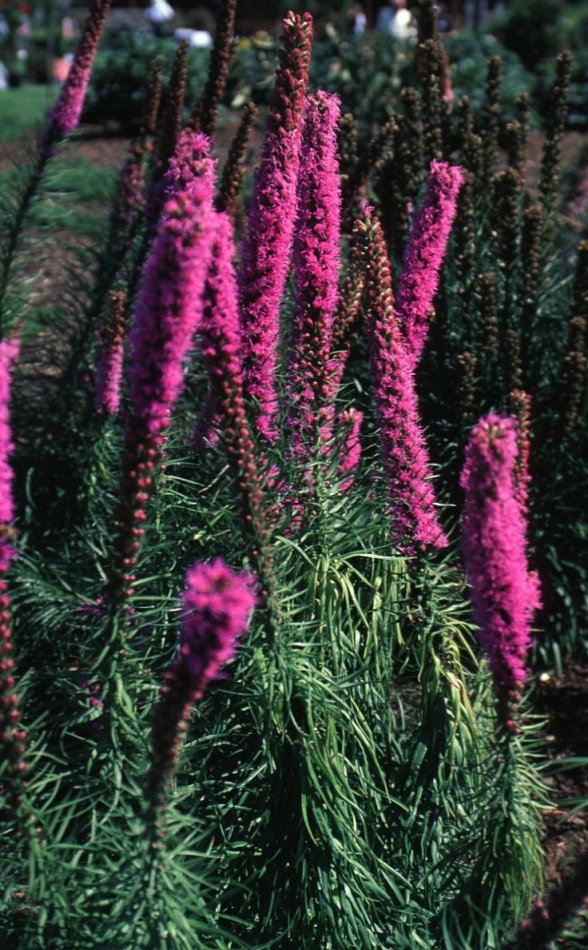 Plant photo of: Liatris spicata