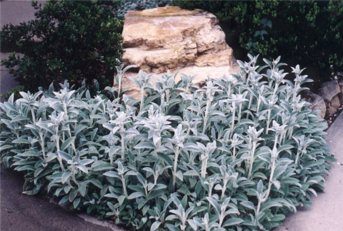 Plant photo of: Stachys byzantina 'Silver Carpet'