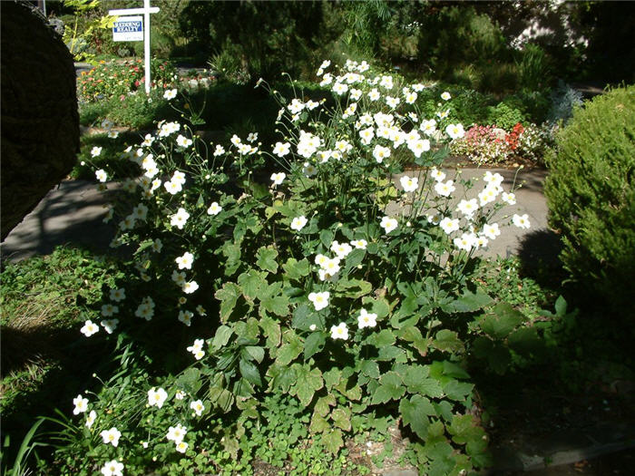Plant photo of: Anemone X hybrida
