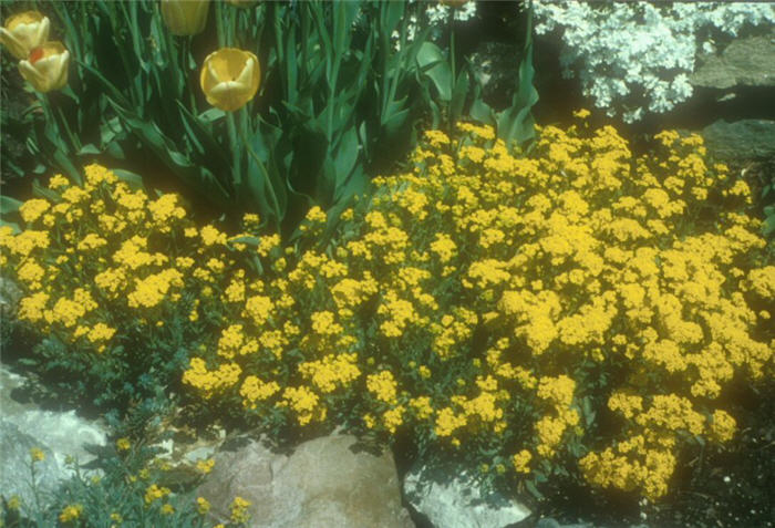 Plant photo of: Aurinia saxatilis