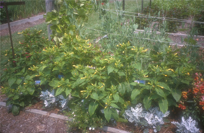 Plant photo of: Mirabilis jalapa
