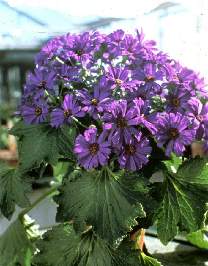 Plant photo of: Senecio X hybridus