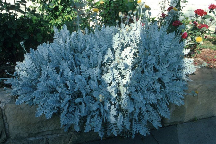 Compact Dusty Miller