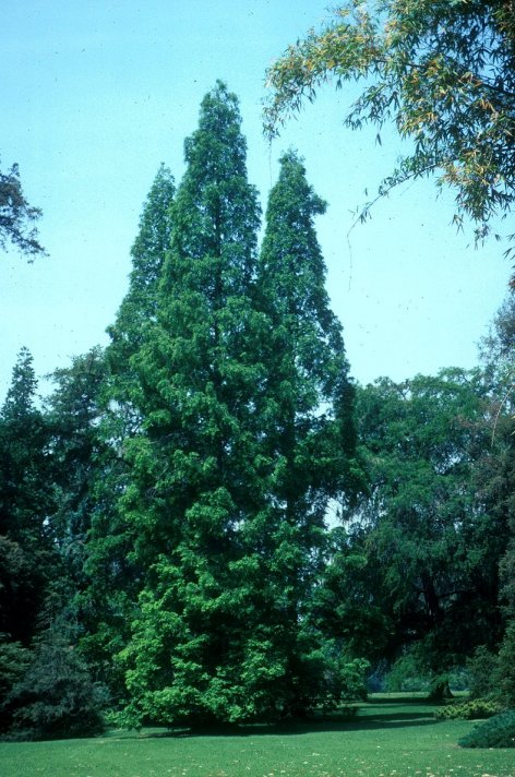 Metasequoia glyprostroboides