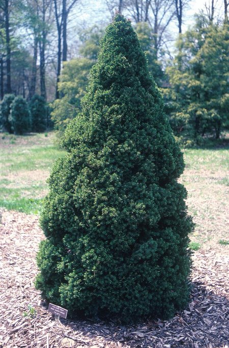 Picea glauca albertina 'Conica'