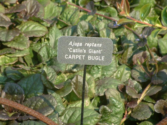 Plant photo of: Ajuga reptans