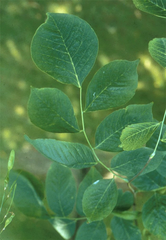 Plant photo of: Cladrastis kentukea