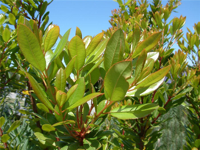 Plant photo of: Arbutus unedo