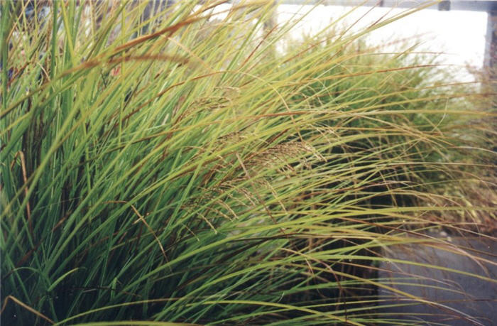 Variegated Japanese Silver Grass